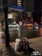 狗狗被丟在路口，主人留下一張紙條：家中有難，求幫它找個好人家