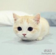 貓適合養臥室嗎 貓養臥室好還是不好？
