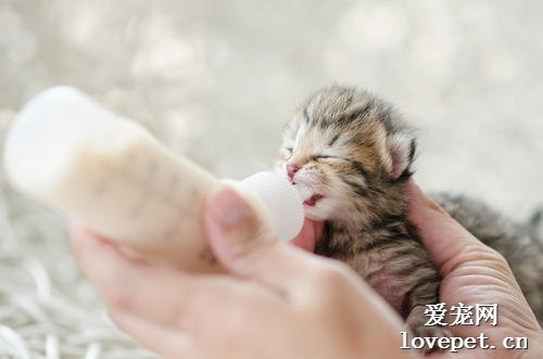 小猫喂奶的正确方式 小猫喂奶一天喂几次