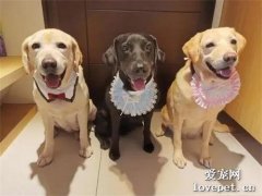 工作犬退役后晚節不保，竟被拍到多狗運動，辣眼睛！