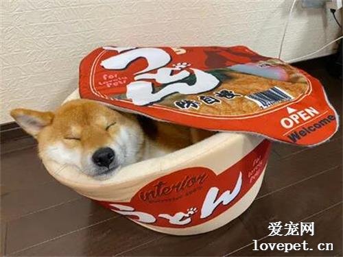 網友給阿柴買了一個新窩，結果它躺進去后，卻起來特別好吃！