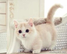 怎樣讓小奶貓半夜不叫 別急，先找對原因