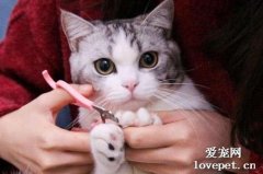 貓爪子怎么剪？