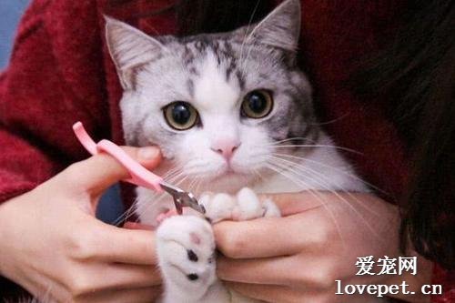 猫爪子怎么剪？