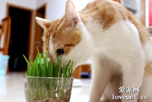 猫草怎么喂？