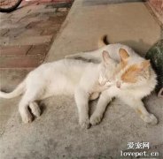 兩只流浪貓相依為命，一碗貓糧分著吃，一生不離不棄