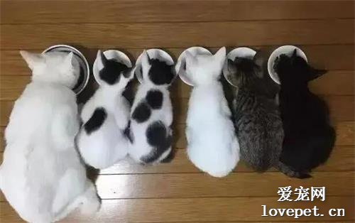 母貓出門不慎懷孕，2月后生了一堆，主人笑哭：它爸到底是啥？