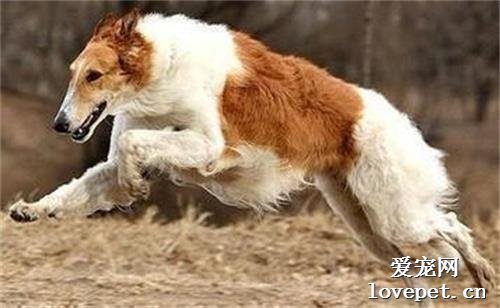 纯种苏俄猎狼犬图片|苏俄猎狼犬标准