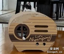 給家里的兩只貓買了個紙箱屋子，結果不到3天就成這樣了！