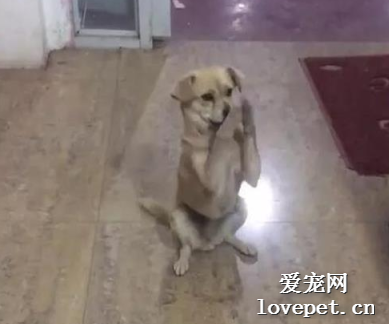 流浪狗跑進熟食店，對老板站著作揖，模樣讓人心酸，狗：給點吃的