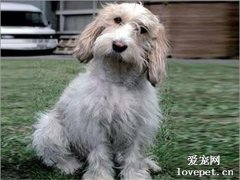 迷你貝吉格里芬凡丁犬怎么養?