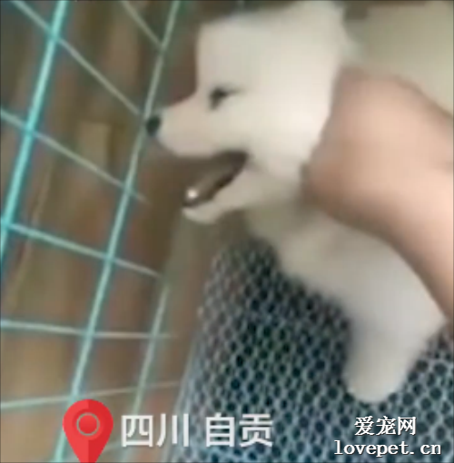 殘忍！男子拍虐狗視頻稱沒人買就弄死，有人花1200元買下