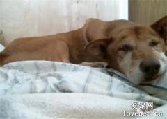 16岁的狗狗癌症扩散，主人选择为它安乐死，事后却非常后悔