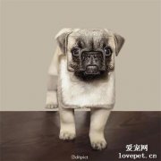假如動物只有方和圓……