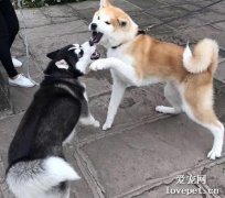 狗狗被咬傷的癥狀表現及處理方法