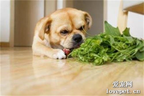 狗狗吃蔬菜好吗，狗狗需要每天吃蔬菜吗？