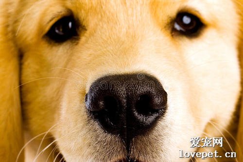 狗狗的鼻子为什么都是黑色的？