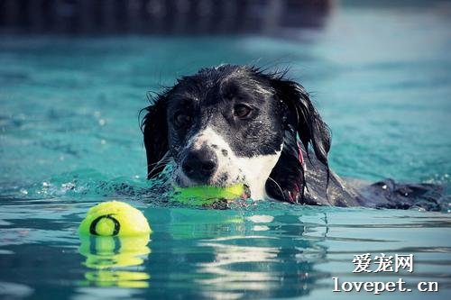 如何保证狗狗游泳时的安全？