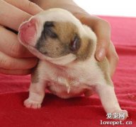 新生幼犬的喂養注意事項