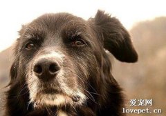 老年犬運動健康知識分析