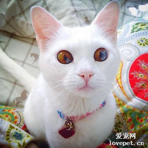 猫的眼睛有什么颜色的 猫的眼睛颜色不一样