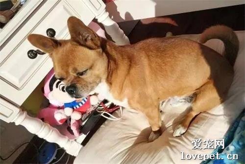 誰說中華田園犬不能當寵物的？看看我的大黃！