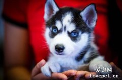 犬皰疹病毒原因|診斷|預防及治療方法