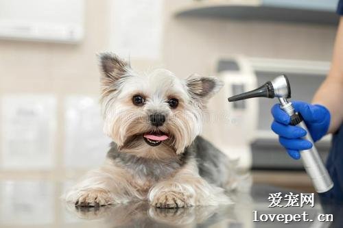 犬外耳炎怎么诊断？