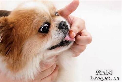 怎么喂狗狗吃药，喂狗狗吃药的5种有效方法