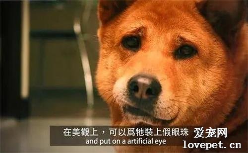 17歲中華田園犬視力全失，在主人面前呼出最后一口氣后離世