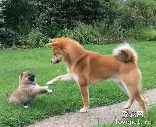 柴犬父子相見，場面一度有些尷尬