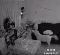 金毛看到陌生人翻窗闖進家里，它竟然還咬拖鞋去迎接，笑噴了！