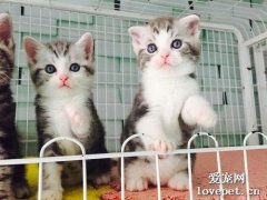 美短吃什么長得胖？