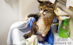 猫洗澡后怎么吹干？