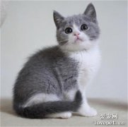 英短貓吃什么發腮？