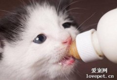 滿月的小貓咪怎么喂養？