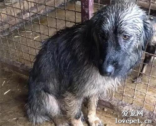 狗狗冒著大雨蹲坐在路邊，只是為了等待主人，卻不知自己已被拋棄