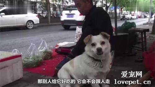 狗狗幫主人照顧菜攤，看家、看車，一人一犬相依為命…