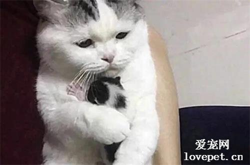主人要把獨生子賣了，母貓不肯，死死抱在懷中，多少錢都不賣