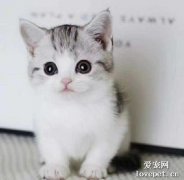 貓有多少牙齒你知道嗎？