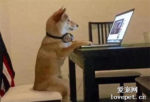 有一只多才多藝的狗狗是一種什么體驗！
