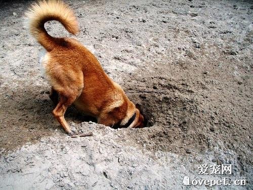 狗狗爱挖洞怎么办，要制止吗？