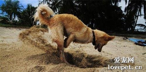 狗狗爱挖洞怎么办，要制止吗？