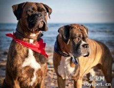 犬布魯氏桿菌病原因|診斷|預防及治療方法