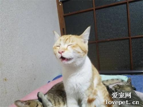 貓咪堅持不睡覺，遠看穩坐如鐘，近看…酣睡如豬！