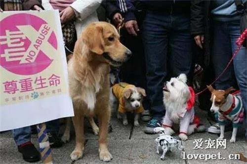 请支持！全国人大代表高子程：虐待动物影响中国国际形象，建议立法禁止！