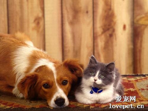 猫和狗一起养注意事项有哪些？