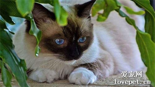 暹罗猫美容有什么技巧？