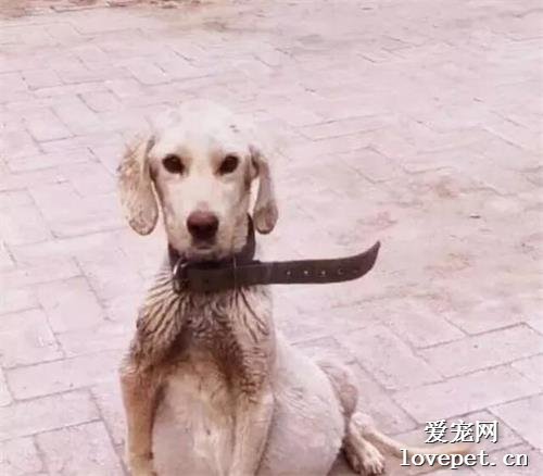1只“奇怪”的流浪狗，眼神中充滿著絕望，當看清時瞬間淚流滿面