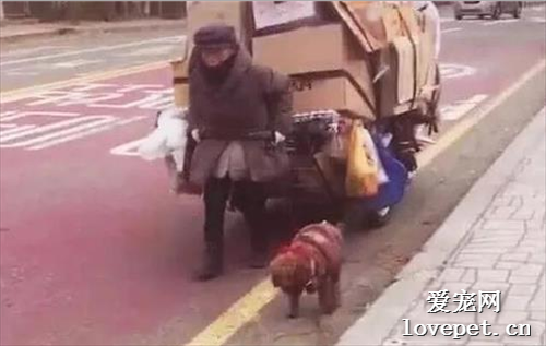 流浪狗竟主動幫老人拉車，當知道原因后，讓人瞬間淚流滿面